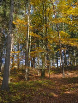 colorful autumn deciduous beech tree and spruce tree forest ground covered with fallen leaves 