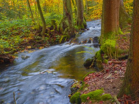 Long exposure magic forest stream creek in autumn with stones moss ferns trees and fallen leaves in luzicke hory mountain in czech republic