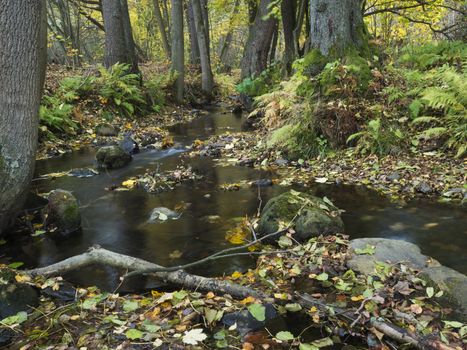 Long exposure magic forest stream cascade creek in autumn with stones ferns and fallen leaves and trees in luzicke hory mountain in czech republic.