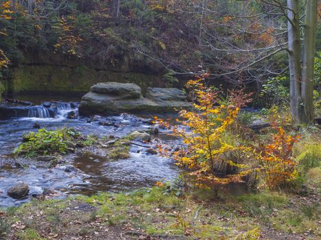 Long exposure magic forest stream creek in autumn with stones moss ferns and fallen leaves and trees in luzicke hory mountain in czech republic