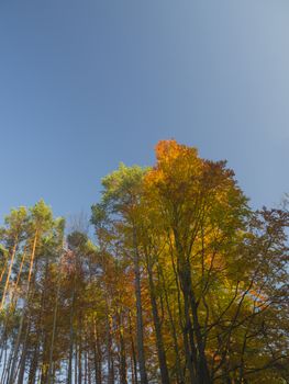 orange autumn beech trees and pine tree in golden light with blue sky background
