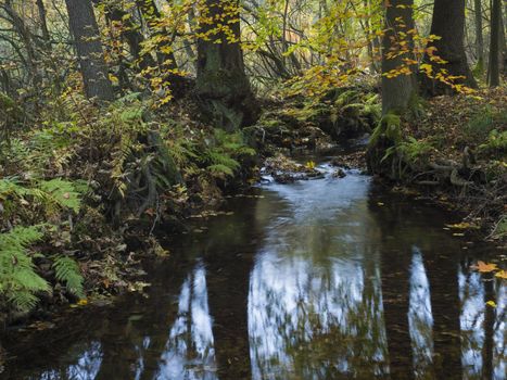 Long exposure magic forest stream cascade creek in autumn with stones ferns and fallen leaves and trees in luzicke hory mountain in czech republic.