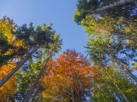 look up at colorful autumn color tall trees crowns and blue sky orange beech tree and green spruce tree