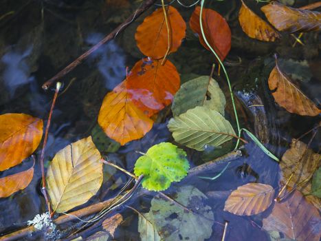 close up colorful fallen red beech tee and maple tree leaves on water table