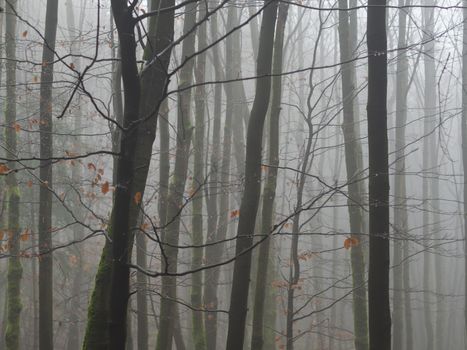 misty november mysterious beech tree forest after rain drop bare tree with rests of orange leaves fog nature background