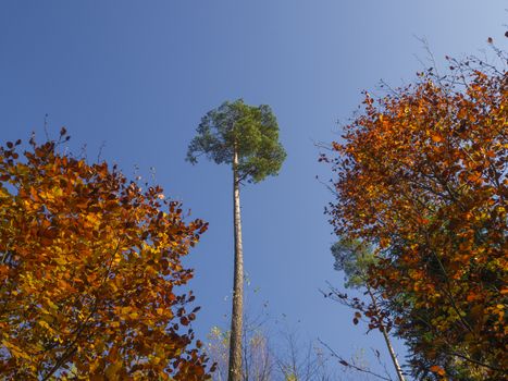  look up at l tall pine tree with two colorfu red orange beech tree on blue sky background 