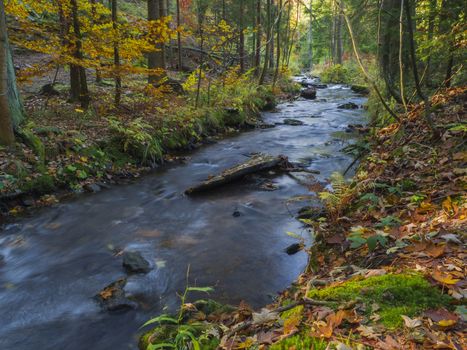 Long exposure magic forest stream creek in autumn with stones moss ferns and fallen leaves and trees in luzicke hory mountain in czech republic
