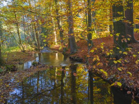 Long exposure magic forest stream creek in autumn with stones moss ferns and fallen leaves and trees in luzicke hory mountain in czech republic