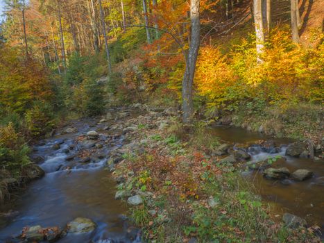 Long exposure magic forest stream creek in autumn with stones moss orange trees and fallen leaves in luzicke hory  in golden hour light