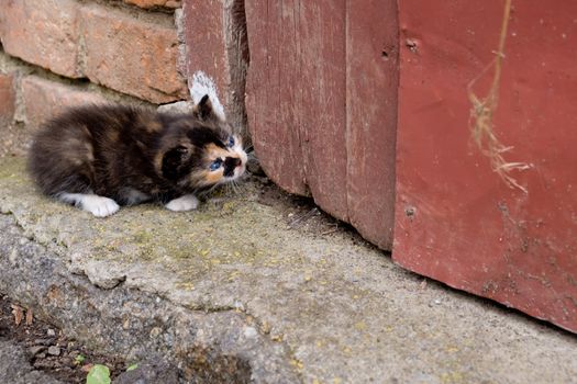 Small kitten with blue eyes.