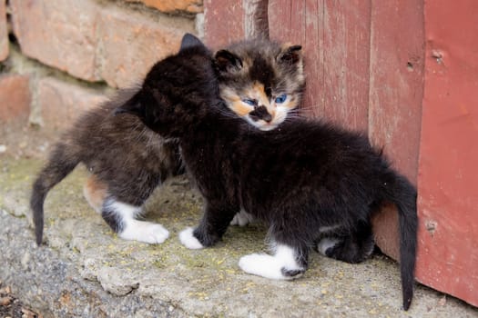 Two little homeless kittens.