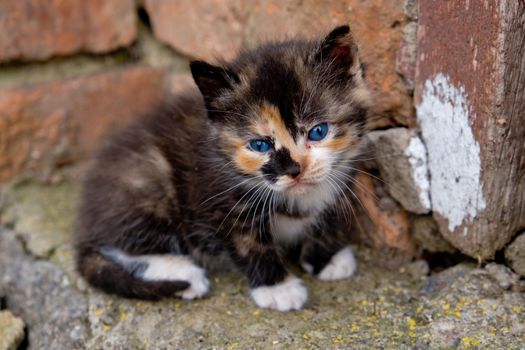 Small kitten with blue eyes.