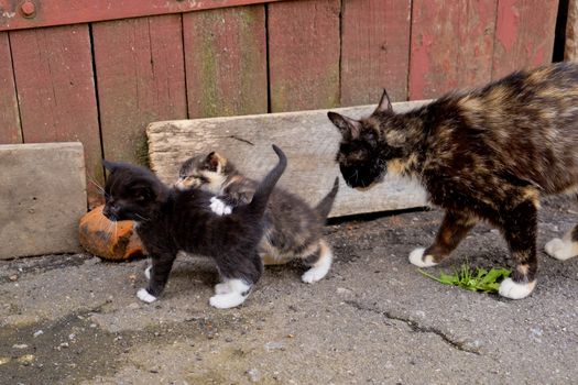 Homeless mom cat with two little kittens.
