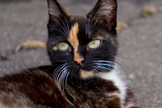 Portrait of tricolor cat. Closeup view.