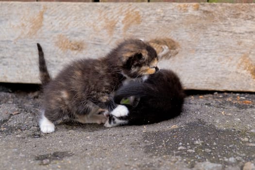 Two little homeless kittens.