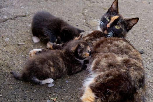 Homeless mom cat with two little kittens.