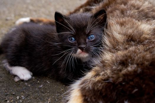 Small black kitten with blue eyes in outdoors.