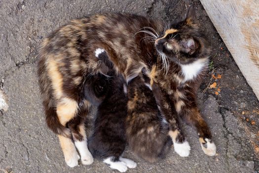 Homeless mom cat with two little kittens.