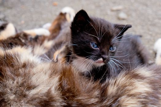 Small black kitten with blue eyes in outdoors.