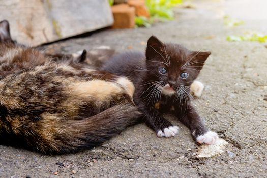 Small black kitten with blue eyes in outdoors.