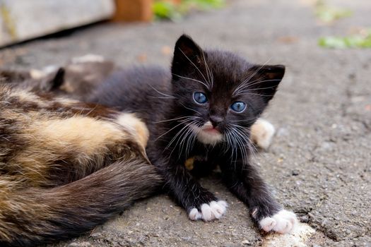 Small black kitten with blue eyes in outdoors.