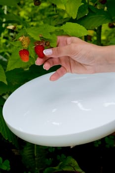 Woman picking raspberries from bush red sweet ripe berries growing on raspberry bush.