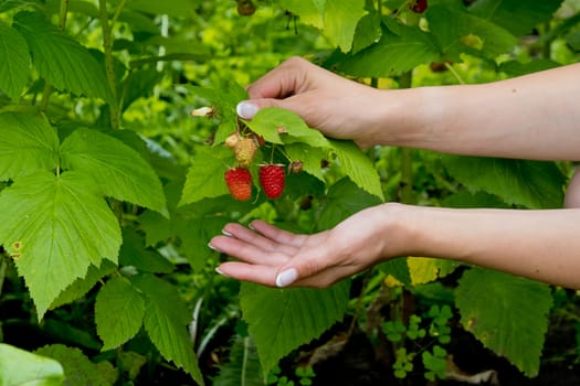 Red sweet ripe berries growing on raspberry bush in womans hands. Closeup.