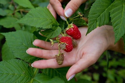 Red sweet ripe berries growing on raspberry bush. Closeup.