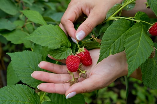 Red sweet ripe berries growing on raspberry bush in womans hands. Closeup.