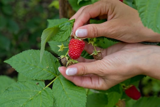 Red sweet ripe berries growing on raspberry bush. Closeup.