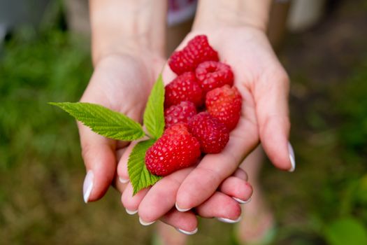 Woman hands holding fresh red raspberries. Soft focus.