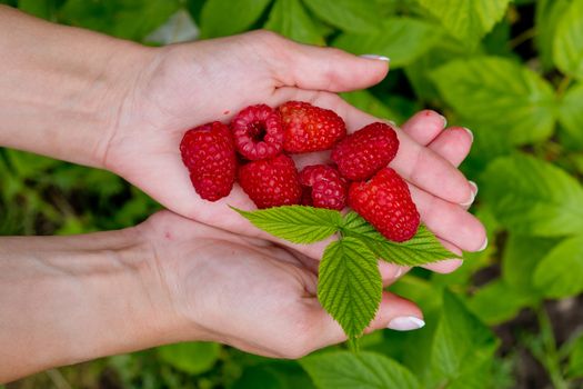 Woman hands holding fresh red raspberries. Top view.