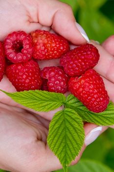 Woman hands holding fresh red raspberries. Top view. Closeup.