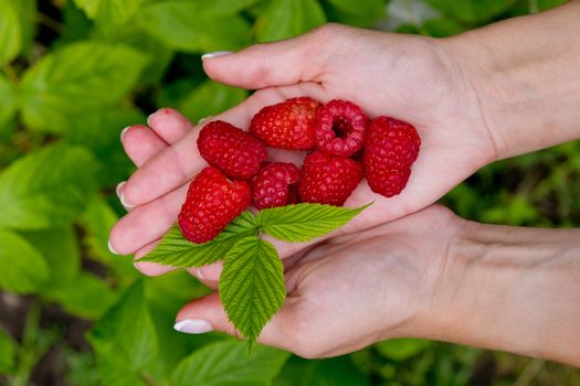 Woman hands holding fresh red raspberries. Top view.