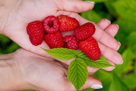 Woman hands holding fresh red raspberries. Top view. Closeup.