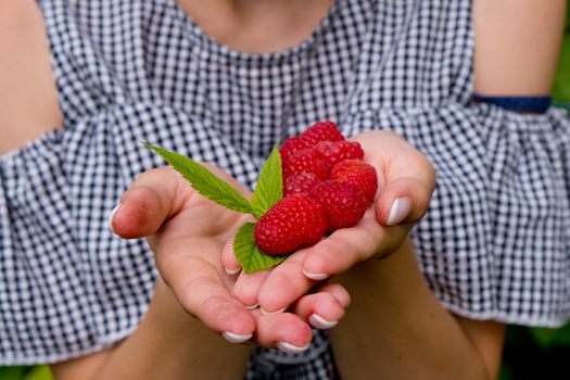 Woman hands holding fresh red raspberries.