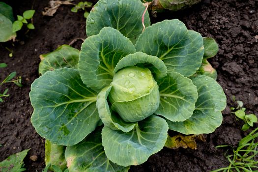 Young cabbage in the garden.
