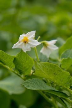 Flowering of growing potatoes. Closeup.