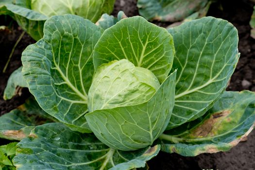 Young cabbage in the garden.