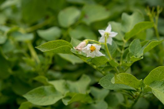 Flowering of growing potatoes. Closeup.