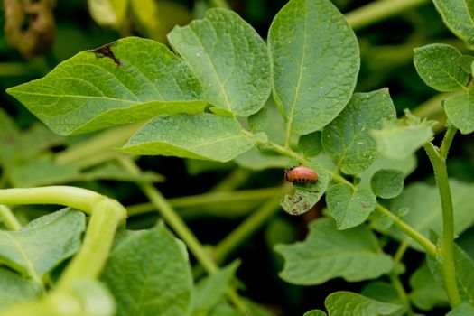 Colorado potato beetle larva eats potato leafs.