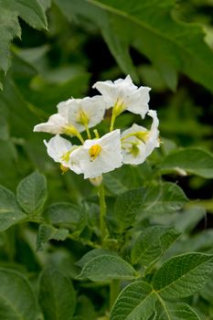 Flowering of growing potatoes. Closeup.