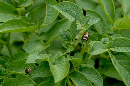 Colorado beetle eating potato leaves.