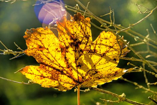 maple leaf in autumnal colors in back-light