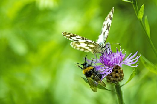 marbled white butterfly on thistle