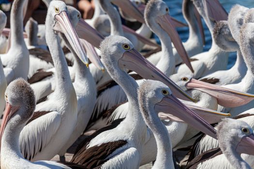 Pelicans waiting for feeding at Memorial Park The Entrance on the Central coast north of Sydney Australia