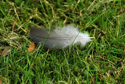 A gray feather on green grass as a close-up