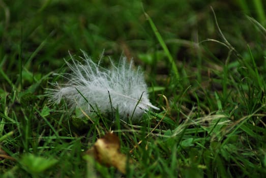 A white feather on green grass as a close-up