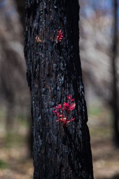 Regeneration after bush fire Australia, red shoots emerging from black bark. High quality photo