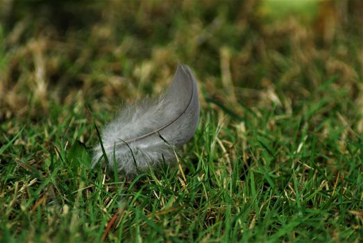 A gray feather on green grass as a close-up
